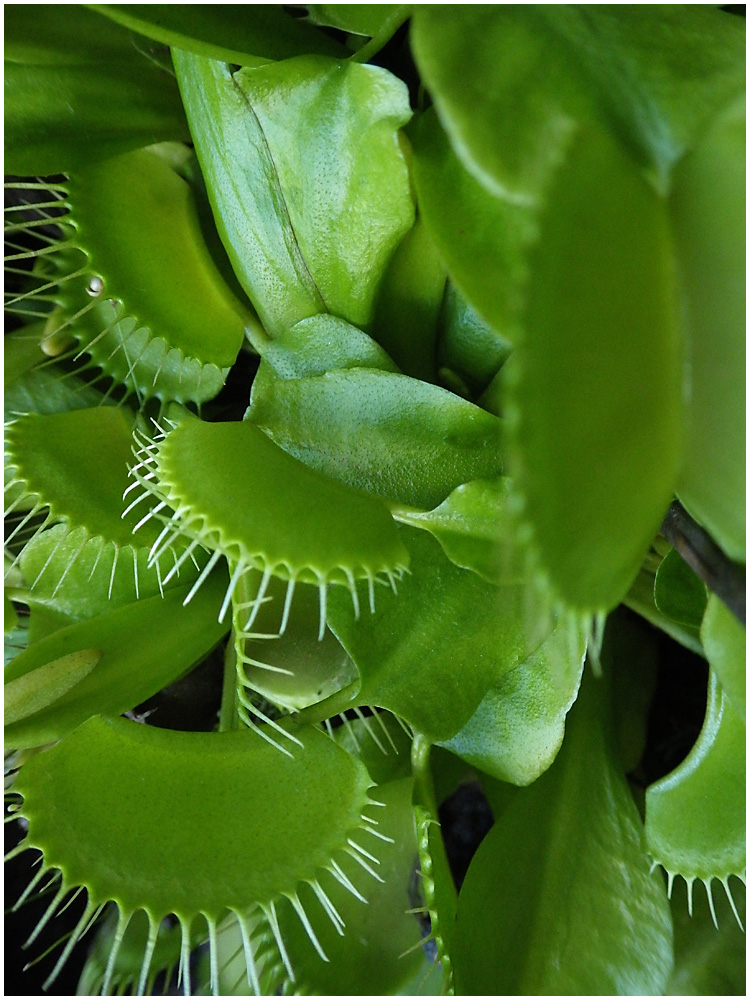 039 Venus Fly Trap.jpg